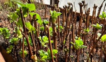 MS DE 20 PERSONAS PARTICIPARON DEL TALLER DE PREPARACIN DE ALMCIGOS